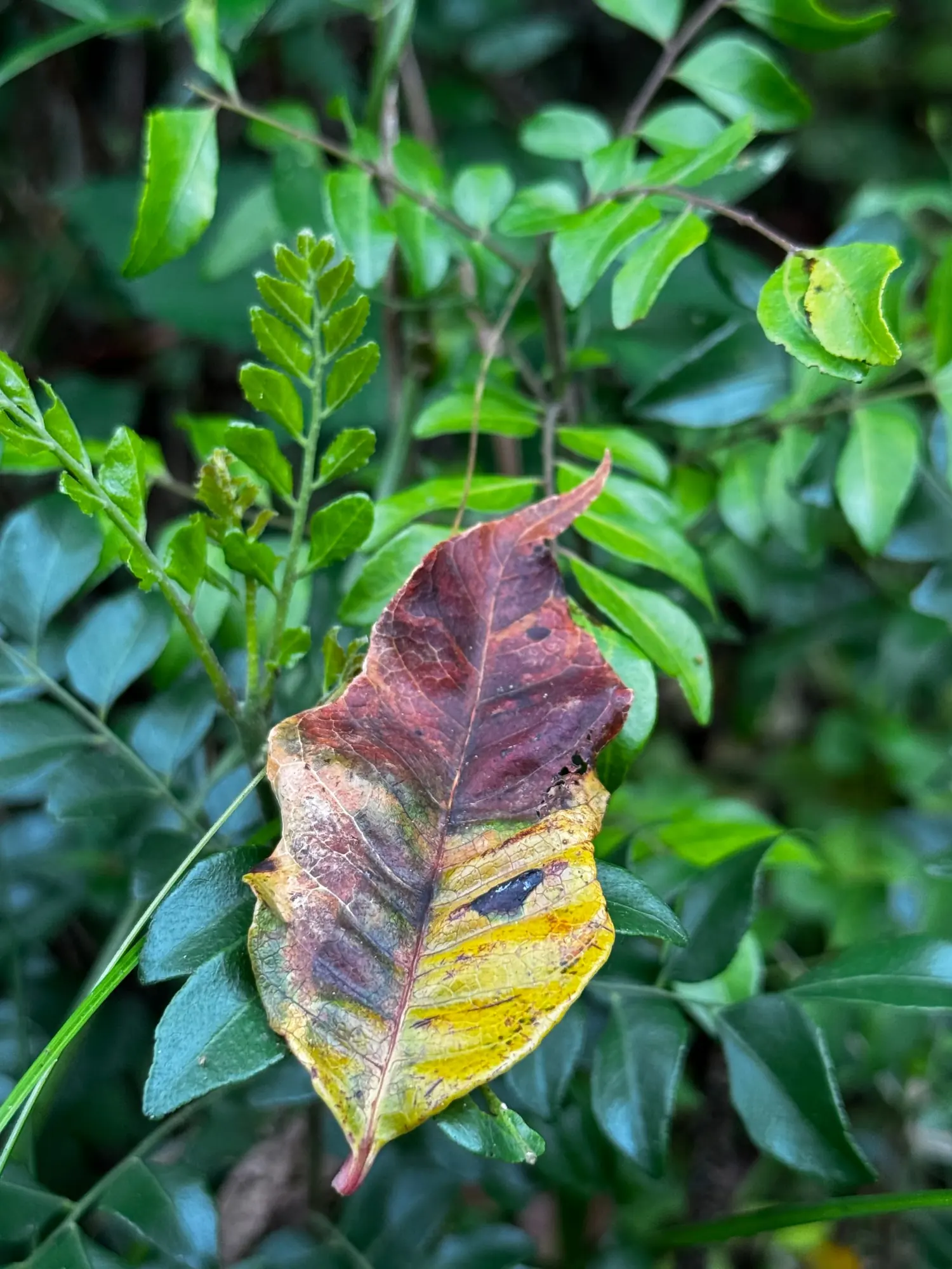 Macro view of a leaf turning autumn colours among green foliage