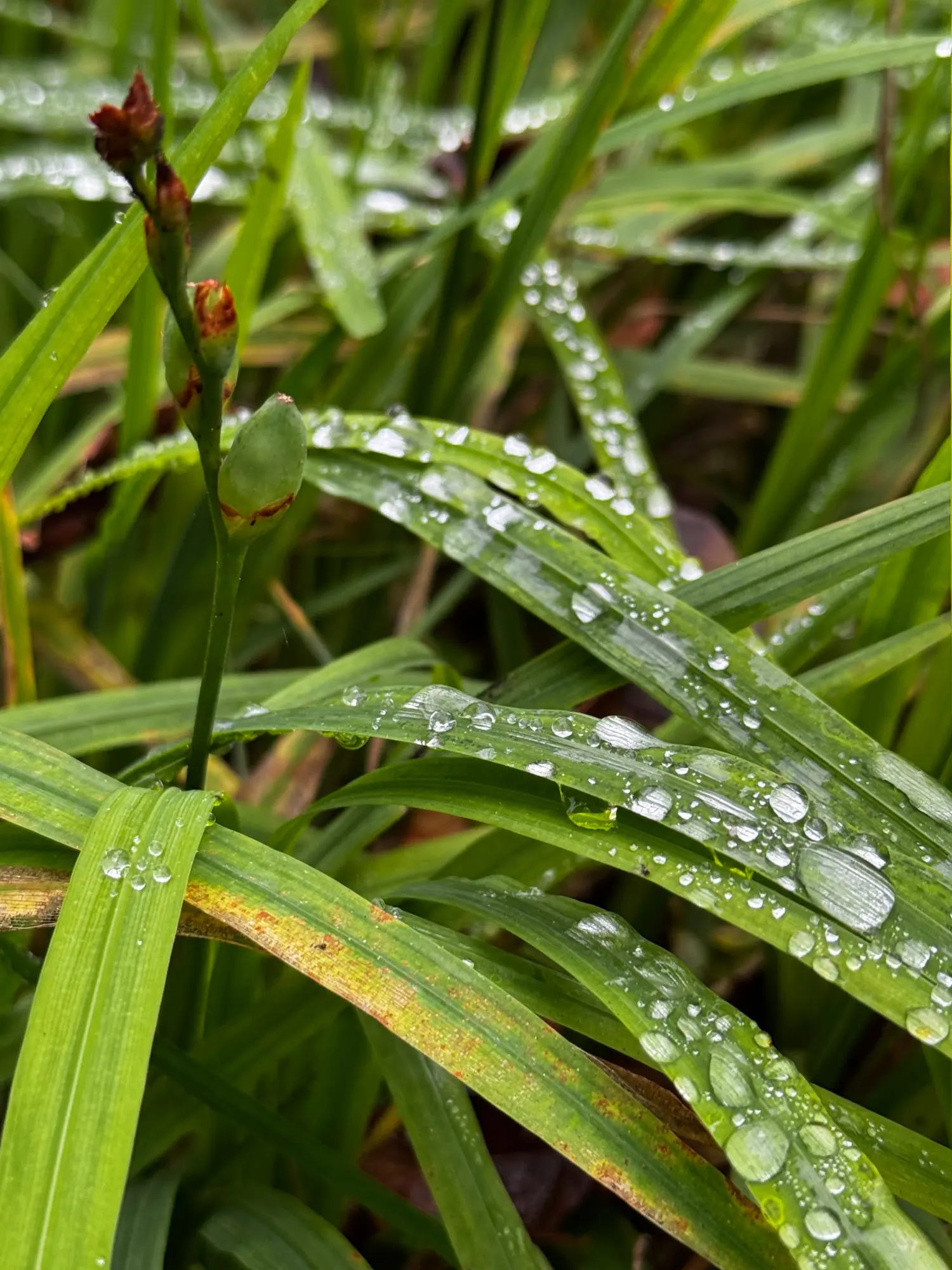 Macro view of dewdrops on blades of grass after rain