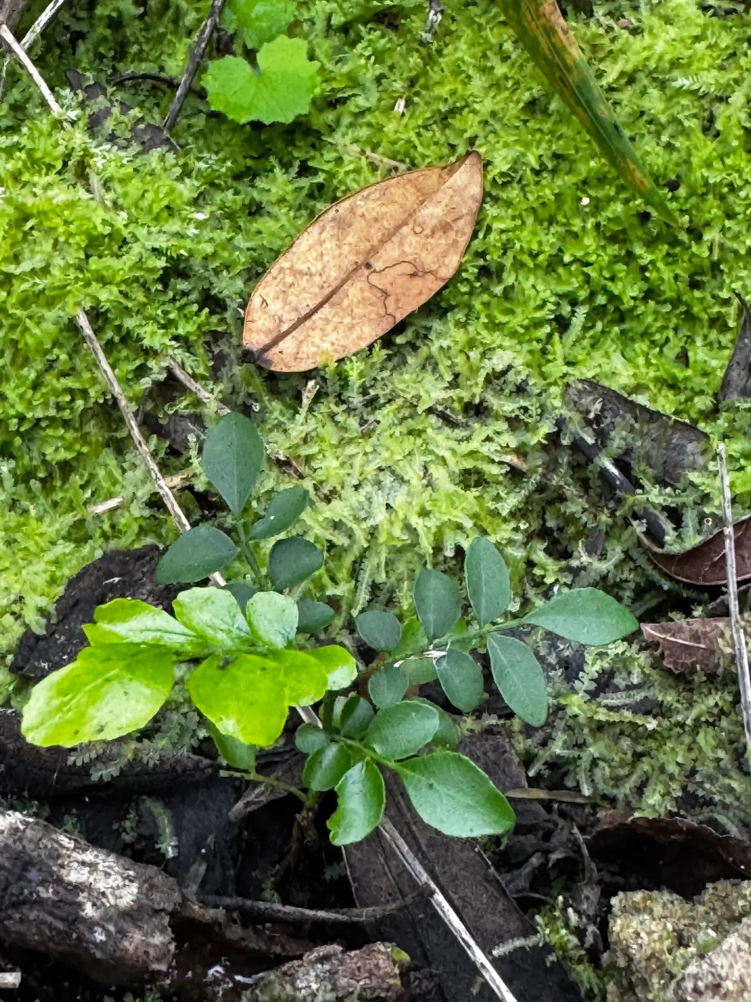 Macro view of a dry leaf resting on a bed of bright green moss
