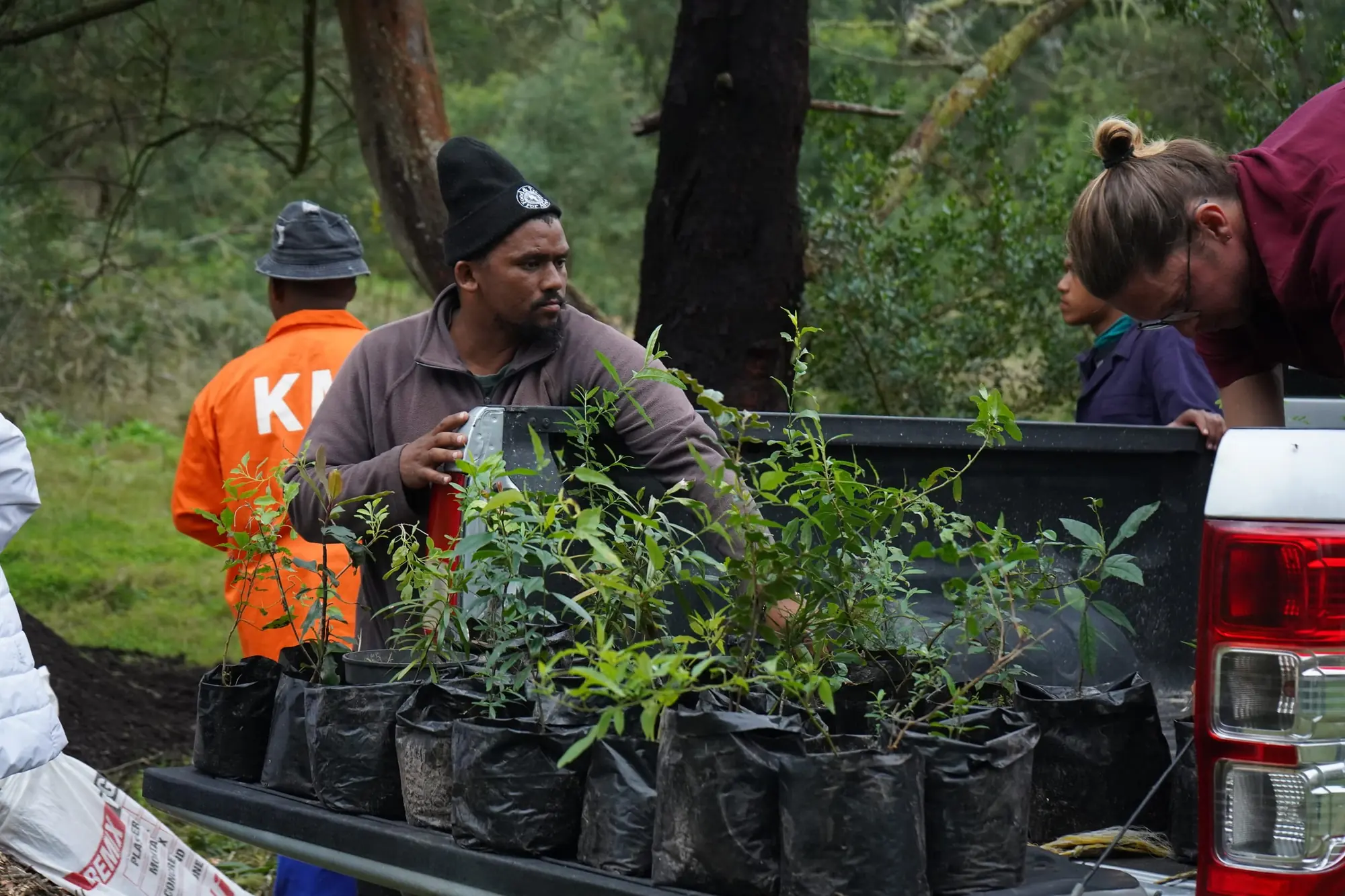 Volunteers loading indigenous saplings into a bakkie for the planting site