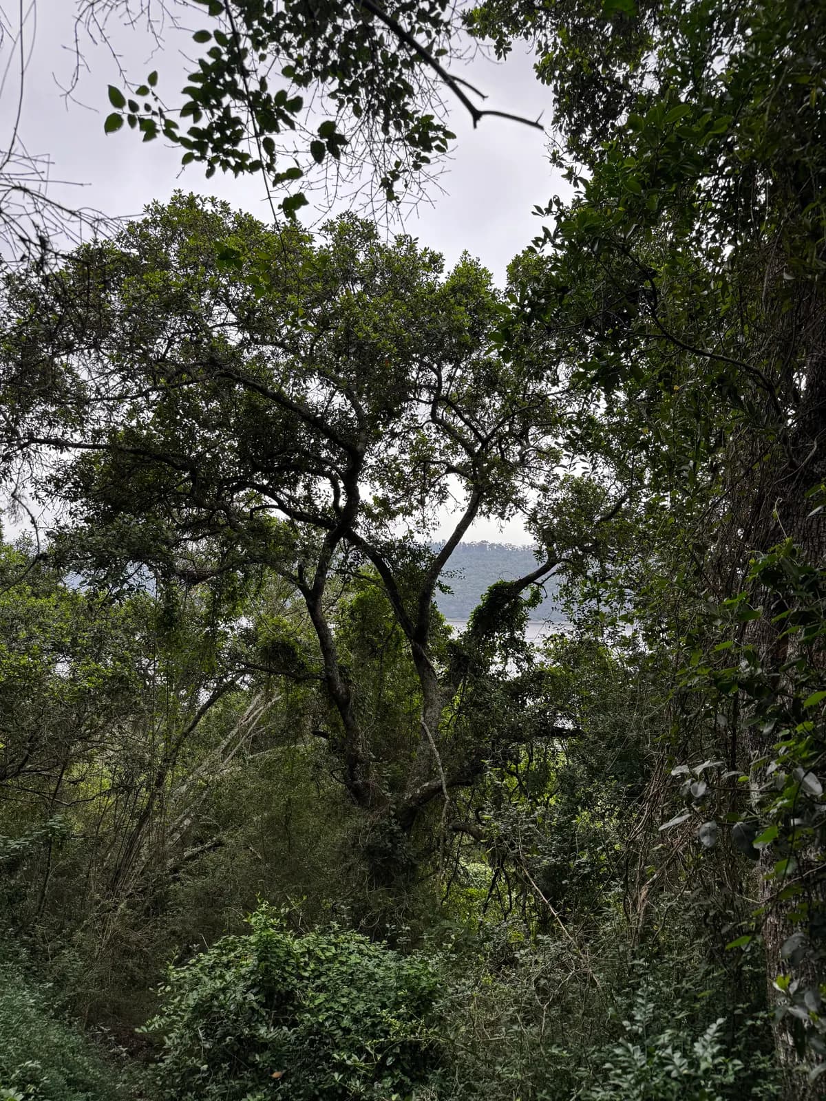 Looking up into a spreading indigenous tree crown draped with epiphytes, the Ruigtevlei lake visible through a gap in the canopy