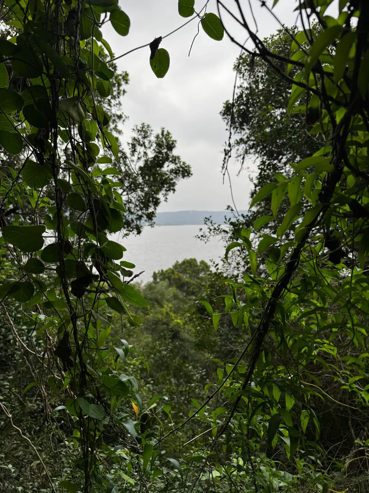 A mounded, closing canopy of mixed indigenous trees along the lakeshore, seen from above