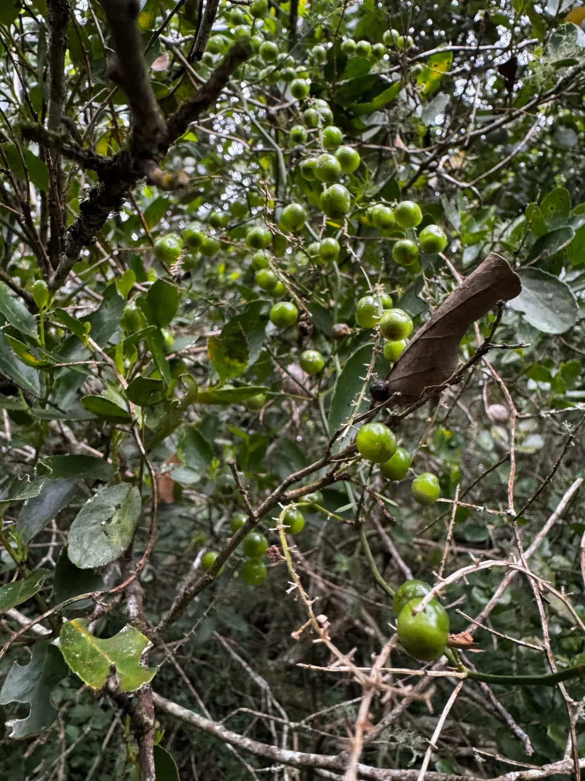 Fruit and foliage of a canopy tree at close range, with dense forest behind