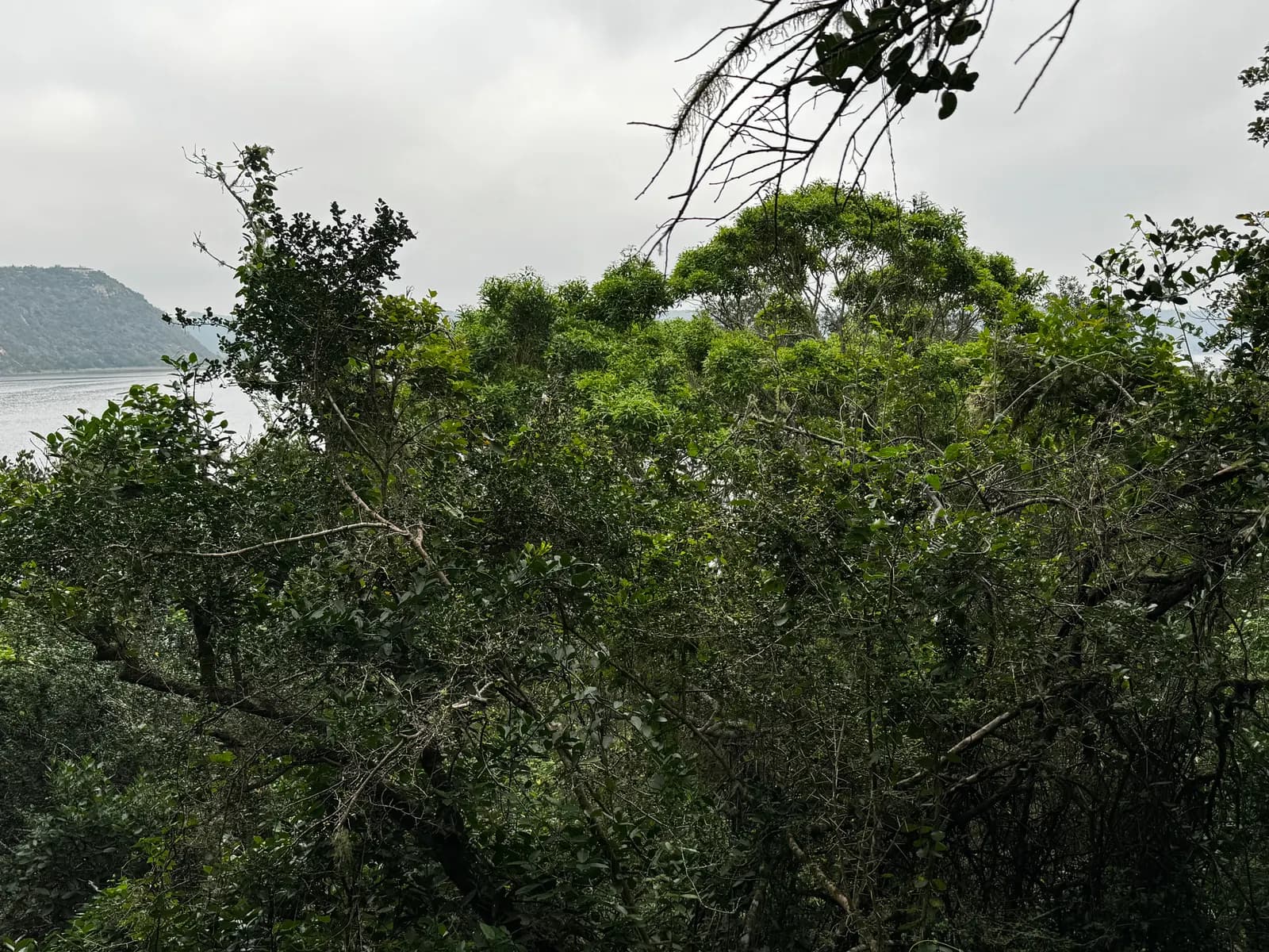 Restored forest canopy running down to the edge of the Ruigtevlei lake