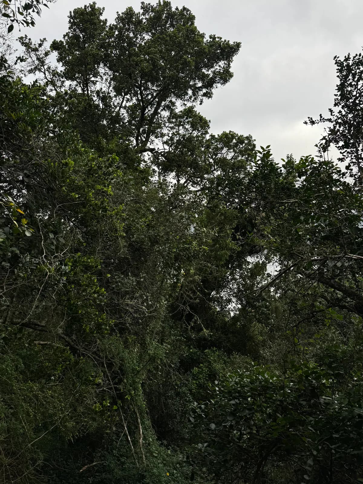 Tall indigenous trees breaking above the surrounding canopy against an overcast sky