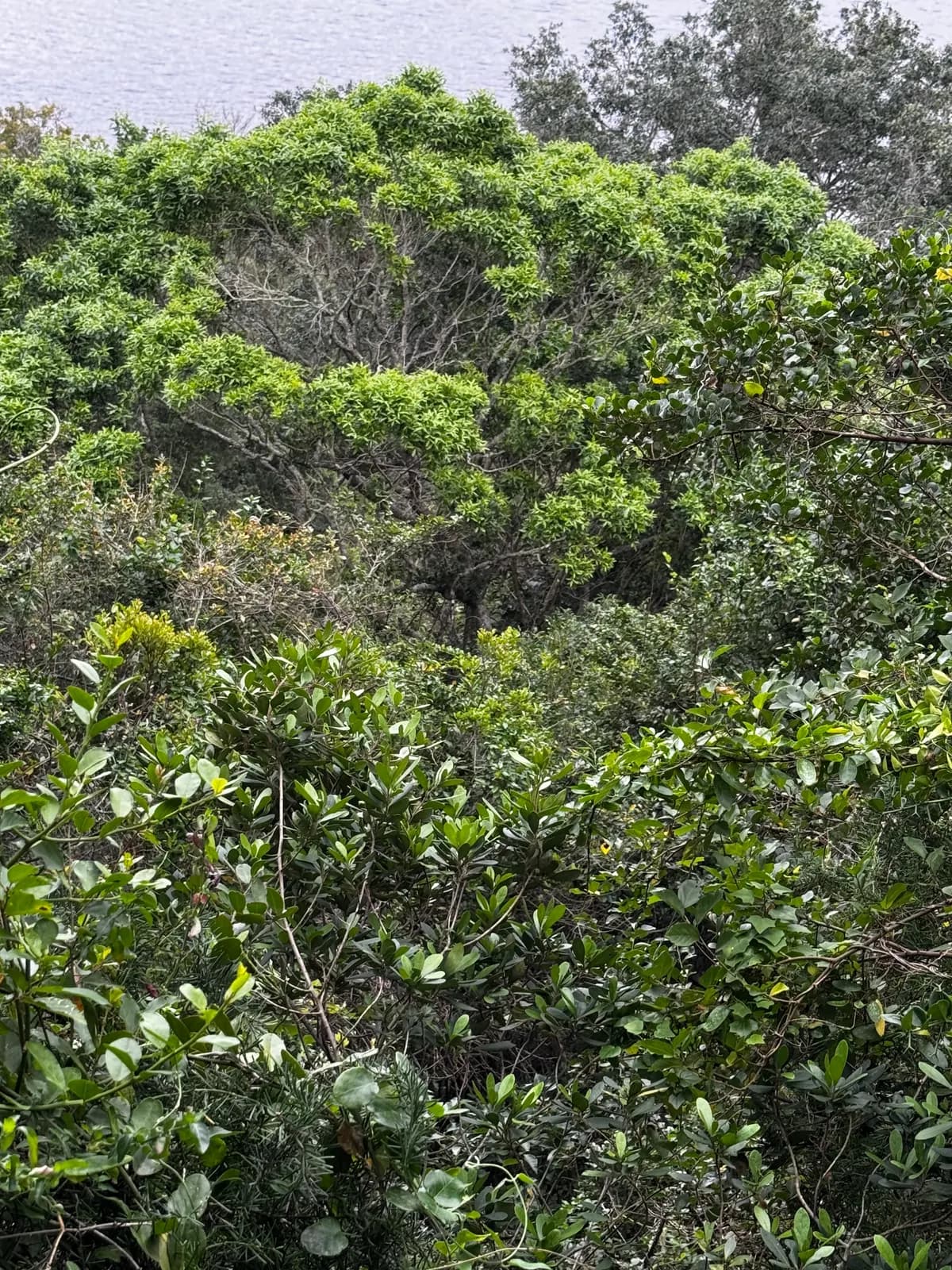 A footpath leading in under a maturing indigenous forest canopy