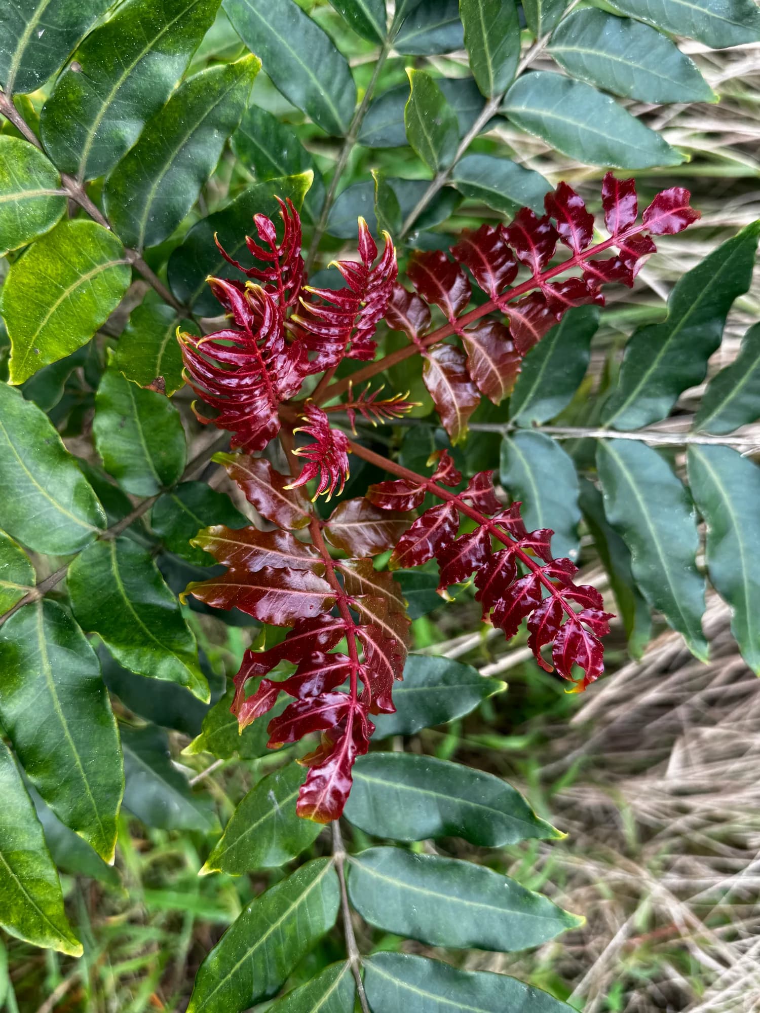 Deep crimson new leaves flushing along the branch tips of an indigenous tree, framed by its mature glossy green foliage