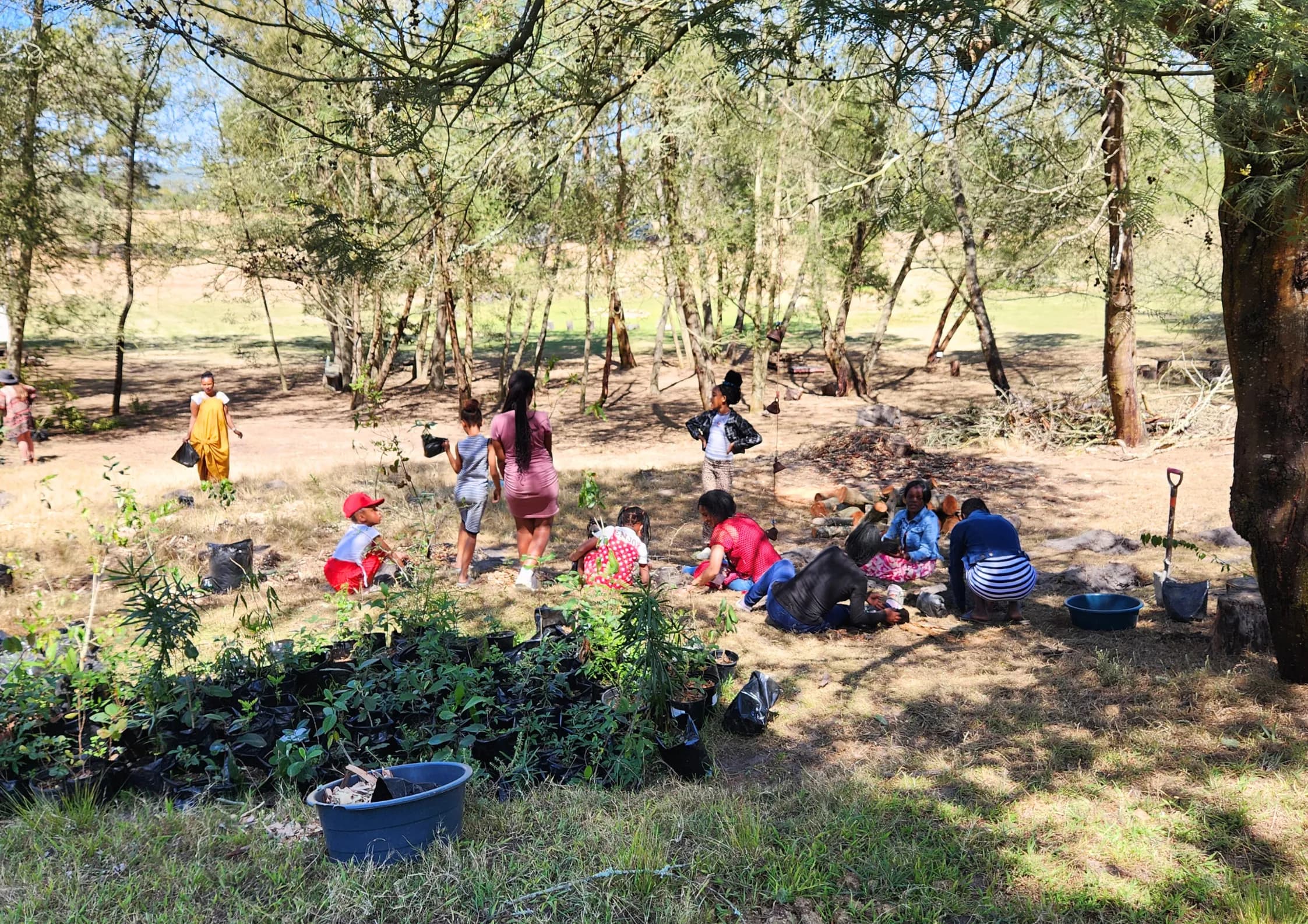 A group of volunteers, including children, plant saplings in a shaded area under trees with black nursery bags and buckets