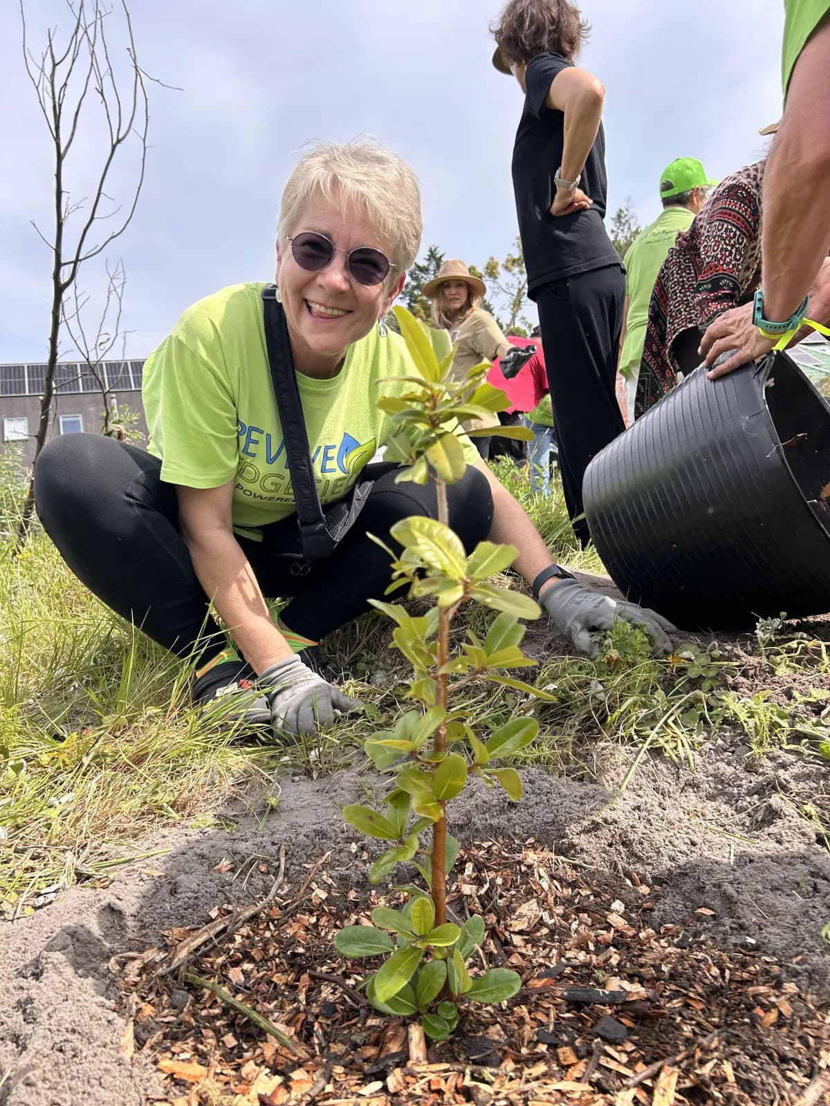 A volunteer kneeling beside a freshly planted indigenous sapling ringed with wood-chip mulch
