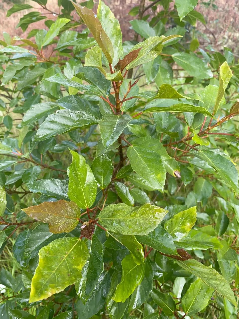 Glossy, coarsely toothed Assegai leaves with reddish leaf stalks and bronze new growth on a sapling at Well-Being Sanctuary