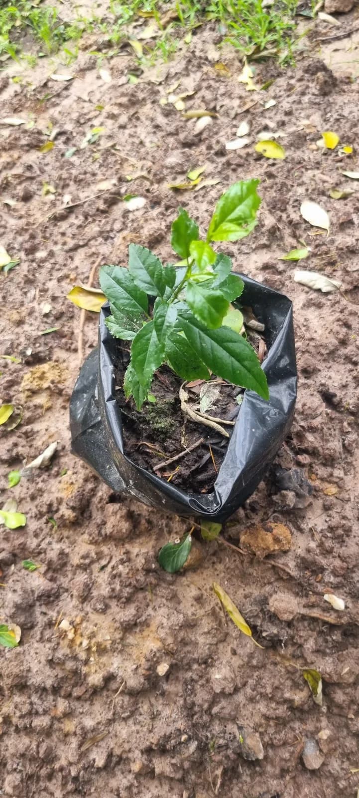A Black Ironwood sapling in a planting bag at the Ecolution Project restoration site