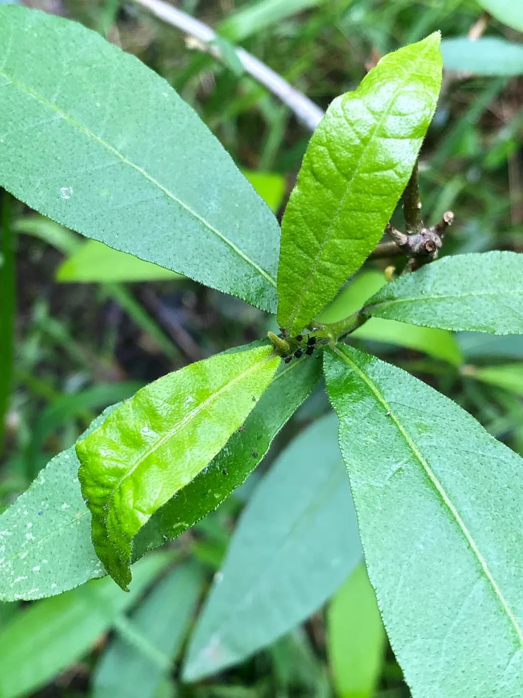 A rosette of gland-dotted Cape Chestnut leaves at the tip of a branch at Well-Being Sanctuary