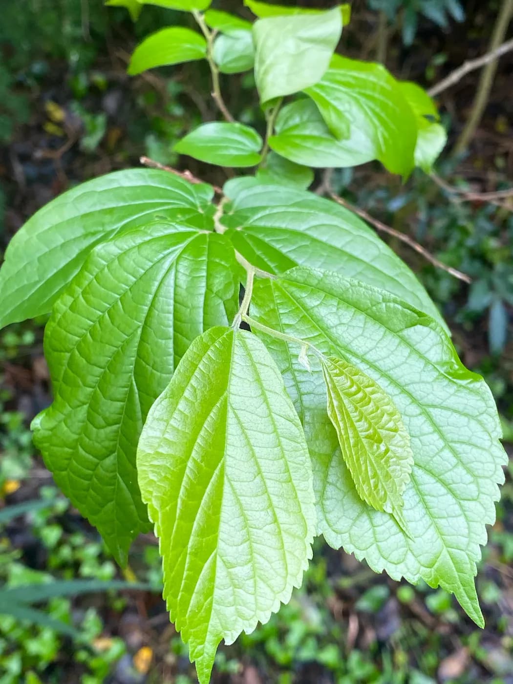 Soft, toothed White Stinkwood leaves, three-veined from the base, hanging from a branch at Well-Being Sanctuary
