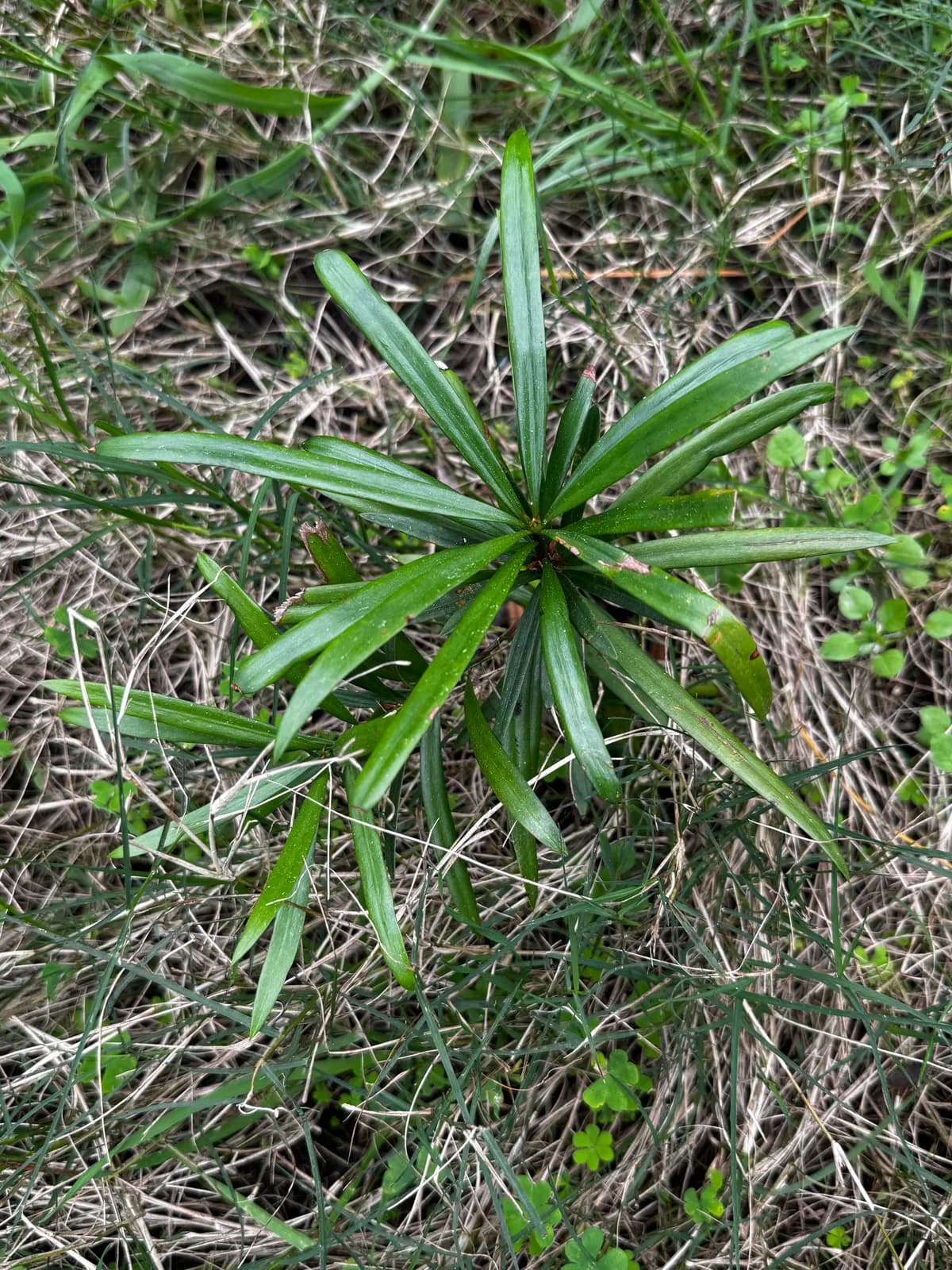 Close-up of Outeniqua Yellowwood foliage against a hillside backdrop at Well-Being Sanctuary